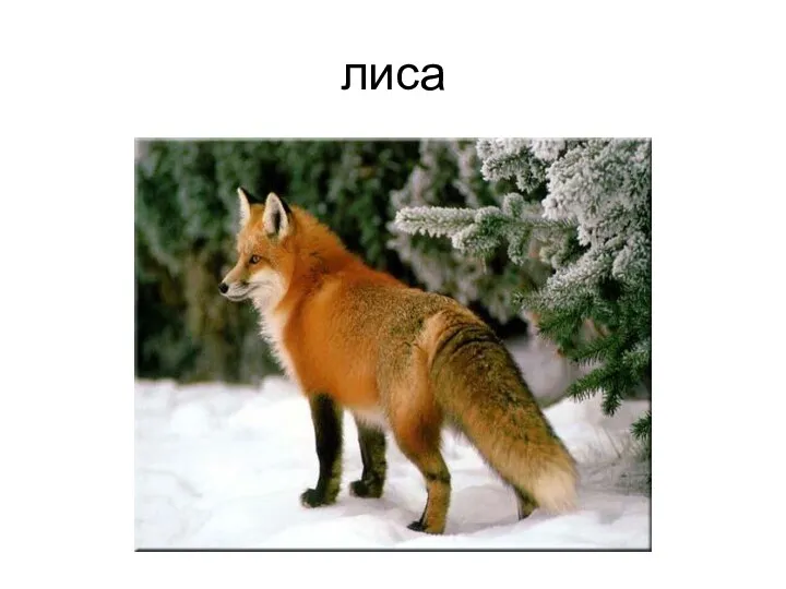 лиса