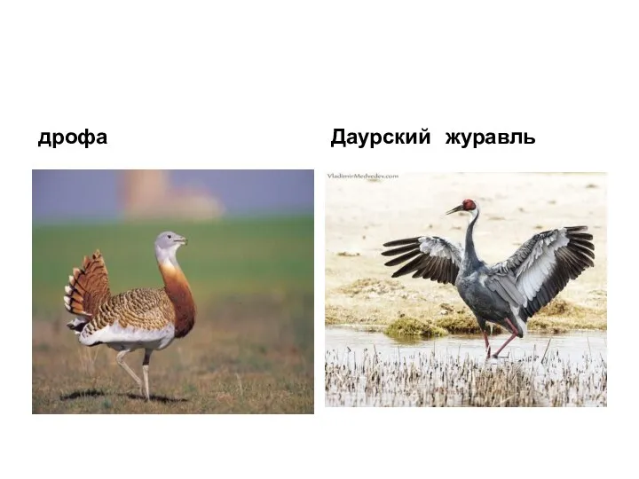 дрофа Даурский журавль