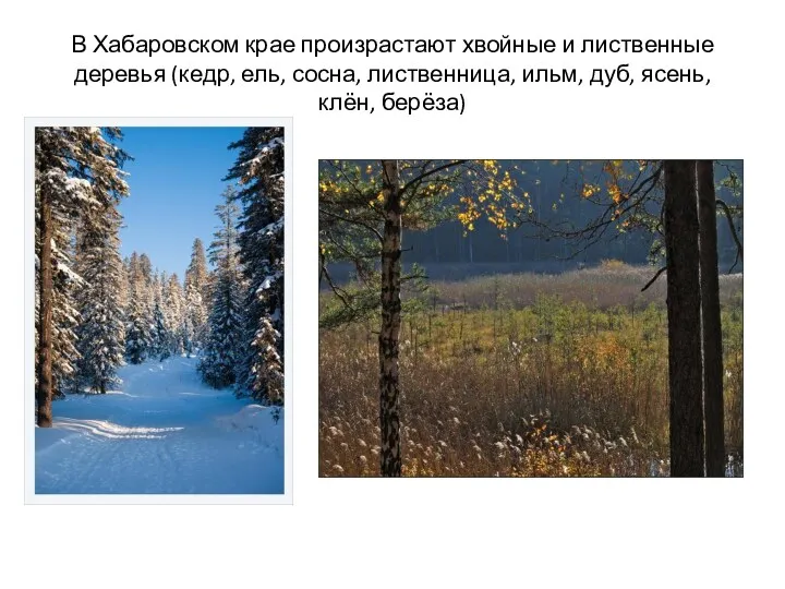 В Хабаровском крае произрастают хвойные и лиственные деревья (кедр, ель, сосна, лиственница, ильм,