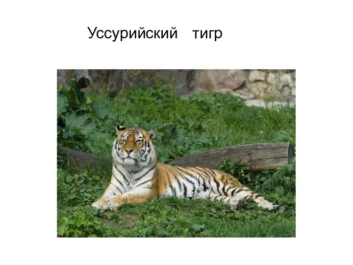 Уссурийский тигр