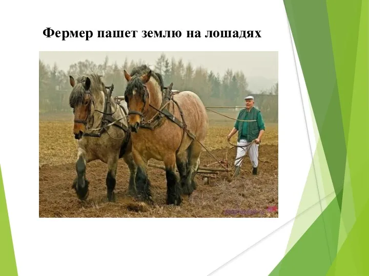 Фермер пашет землю на лошадях