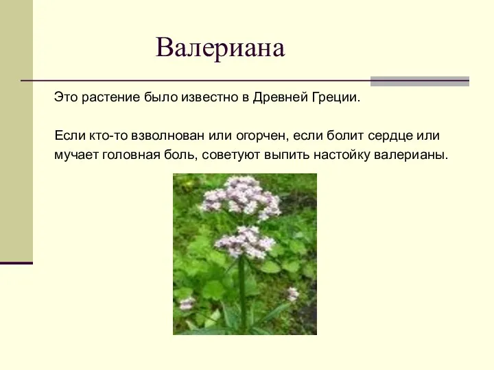 Валериана Это растение было известно в Древней Греции. Если кто-то