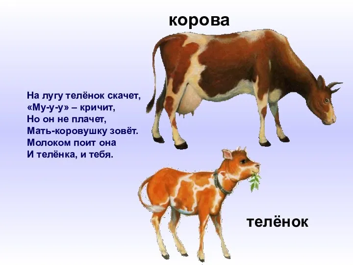 На лугу телёнок скачет, «Му-у-у» – кричит, Но он не плачет, Мать-коровушку зовёт.