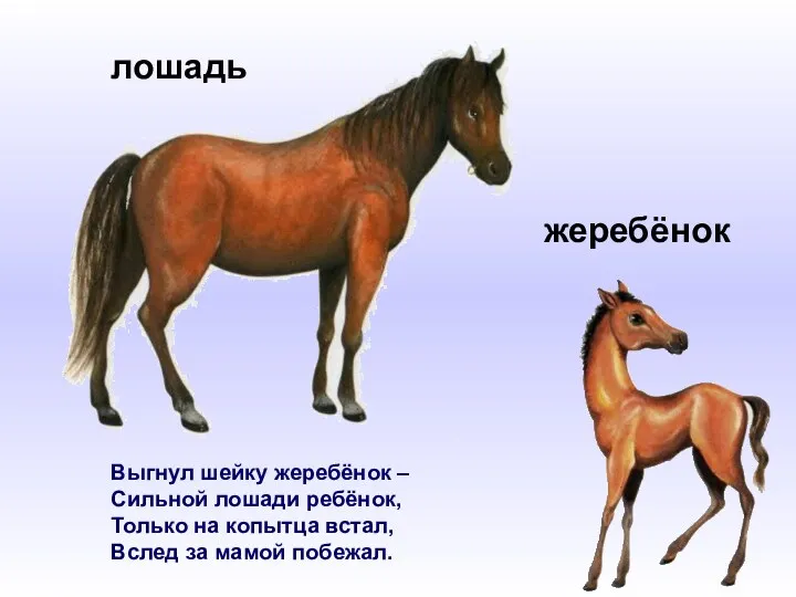 Выгнул шейку жеребёнок – Сильной лошади ребёнок, Только на копытца встал, Вслед за