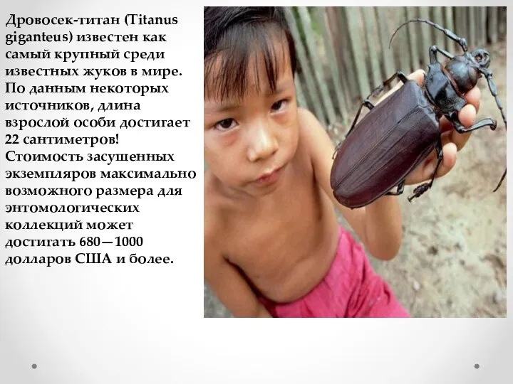 Дровосек-титан (Titanus giganteus) известен как самый крупный среди известных жуков в мире. По