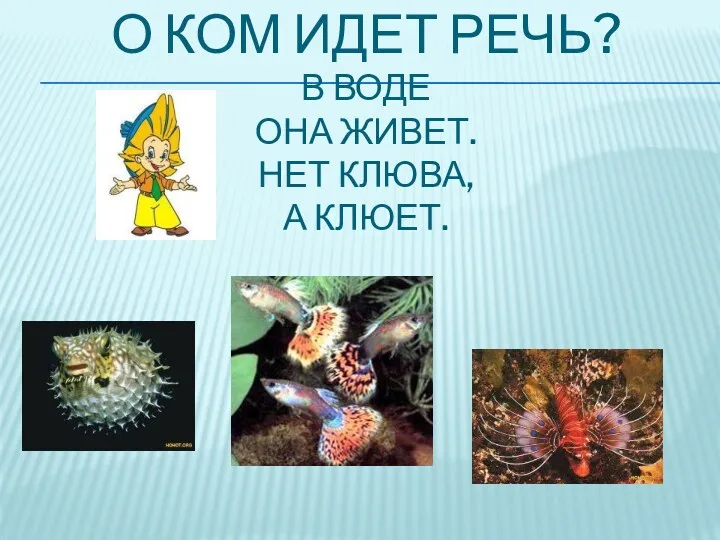 О ком идет речь? В воде Она живет. Нет клюва, А клюет.