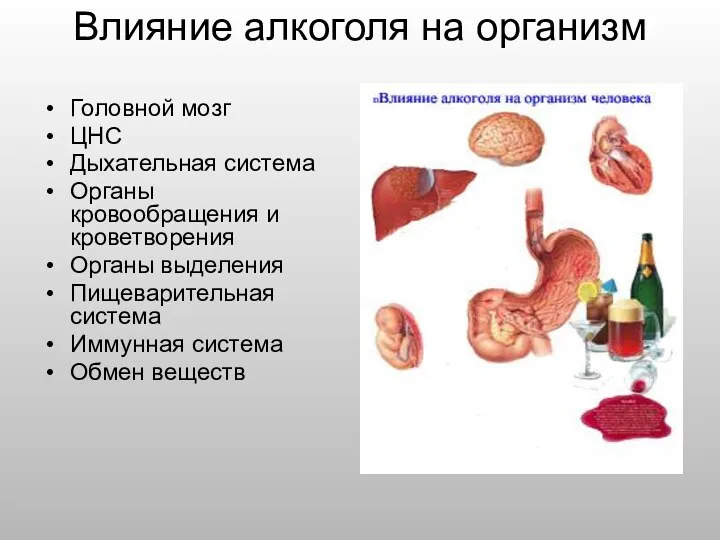 Влияние алкоголя на организм Головной мозг ЦНС Дыхательная система Органы