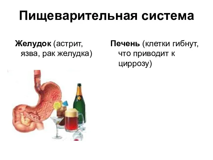 Пищеварительная система Желудок (астрит, язва, рак желудка) Печень (клетки гибнут, что приводит к циррозу)