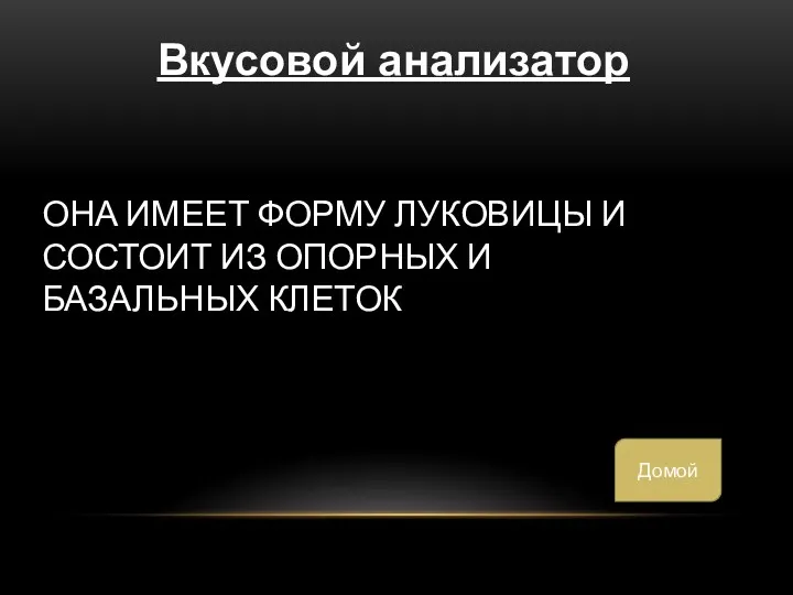 Она имеет форму луковицы и состоит из опорных и базальных клеток Вкусовой анализатор Домой