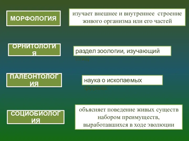 МОРФОЛОГИЯ ОРНИТОЛОГИЯ раздел зоологии, изучающий птиц изучает внешнее и внутреннее