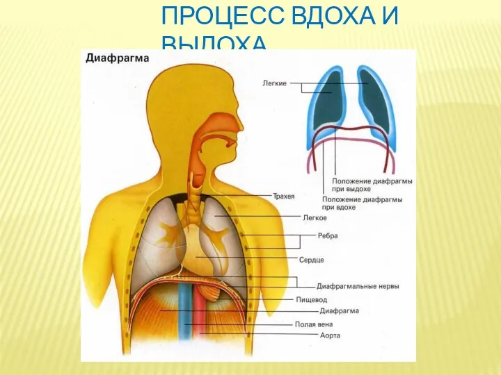 Процесс вдоха и выдоха