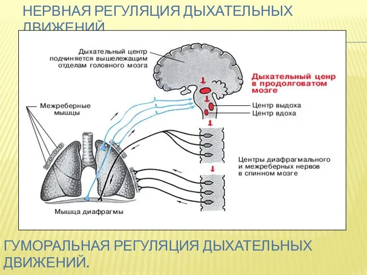 Нервная регуляция дыхательных движений Гуморальная регуляция дыхательных движений.