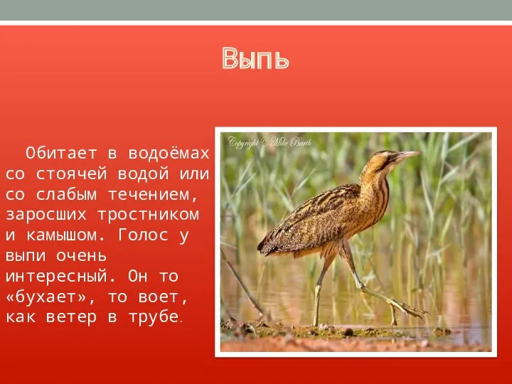 Выпь Обитает в водоёмах со стоячей водой или со слабым