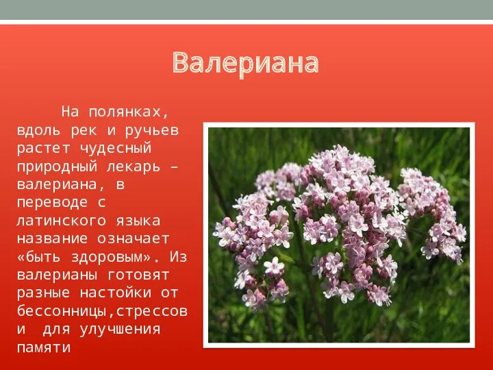 Валериана На полянках, вдоль рек и ручьев растет чудесный природный