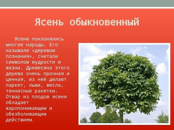 Ясень обыкновенный Ясеню поклонялись многие народы. Его называли «деревом познания»,