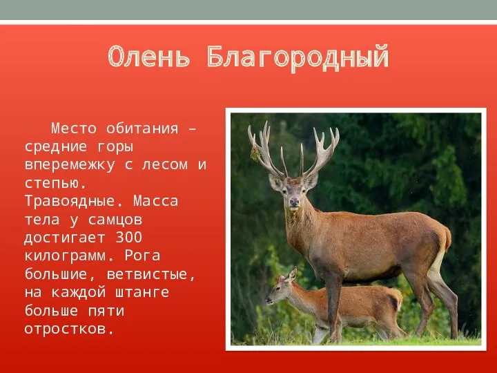 Олень Благородный Место обитания – средние горы вперемежку с лесом