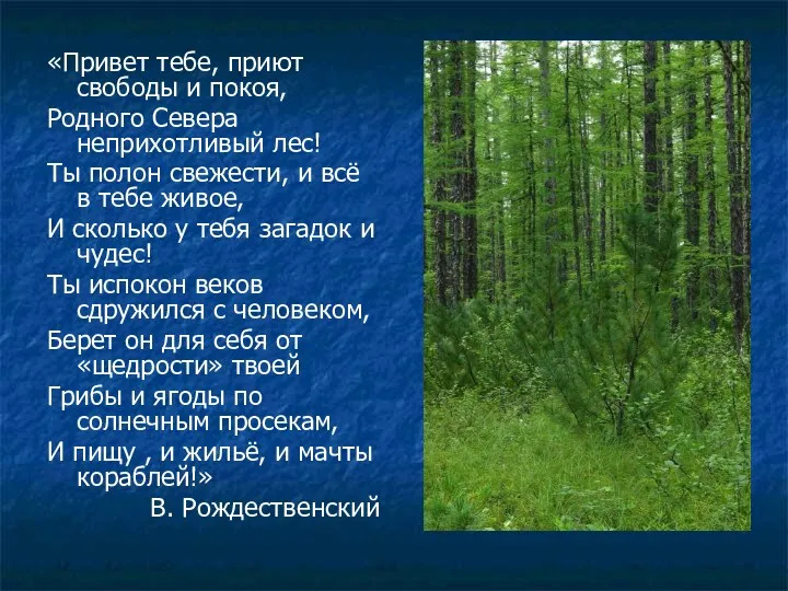 «Привет тебе, приют свободы и покоя, Родного Севера неприхотливый лес! Ты полон свежести,