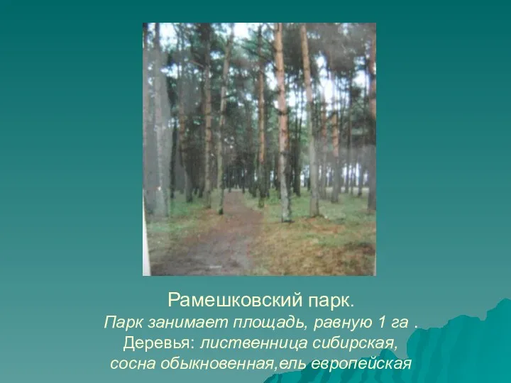 Рамешковский парк. Парк занимает площадь, равную 1 га . Деревья: лиственница сибирская, сосна обыкновенная,ель европейская