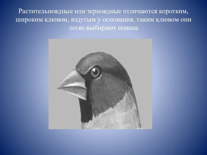 Растительноядные или зерноядные отличаются коротким, широким клювом, вздутым у основания, таким клювом они легко выбирают семена