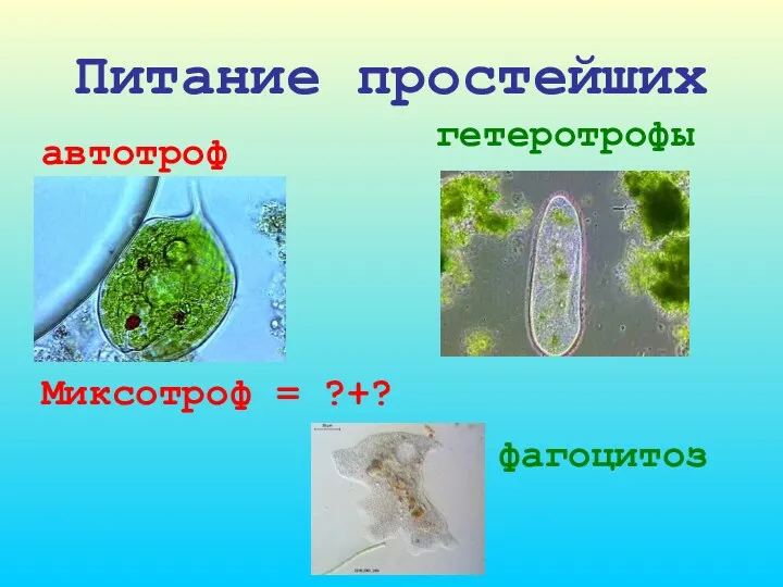 Питание простейших гетеротрофы Миксотроф = ?+? фагоцитоз автотроф