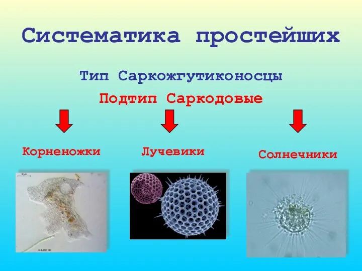 Систематика простейших Тип Саркожгутиконосцы Подтип Саркодовые Корненожки Лучевики Солнечники