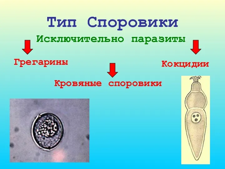 Тип Споровики Исключительно паразиты Кровяные споровики Кокцидии Грегарины