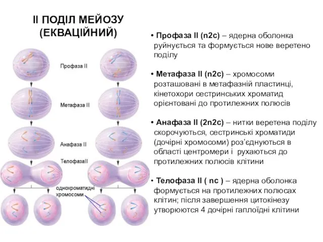 ІІ ПОДІЛ МЕЙОЗУ (ЕКВАЦІЙНИЙ) Профаза ІІ (n2c) – ядерна оболонка