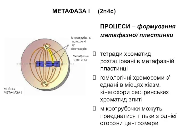 МЕТАФАЗА I (2n4c) ПРОЦЕСИ – формування метафазної пластинки тетради хроматид