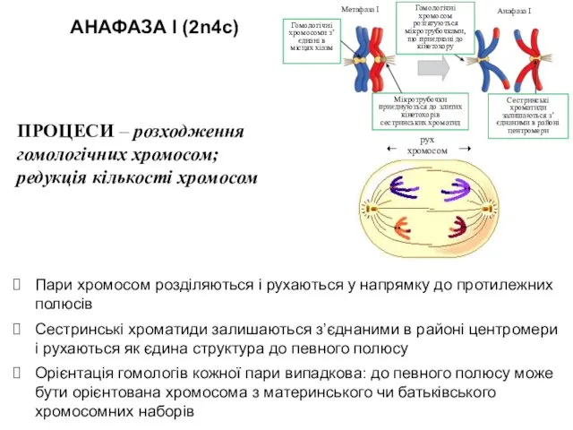 АНАФАЗА I (2n4c) Пари хромосом розділяються і рухаються у напрямку