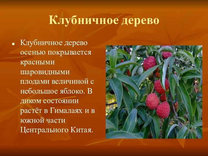 Клубничное дерево Клубничное дерево осенью покрывается красными шаровидными плодами величиной