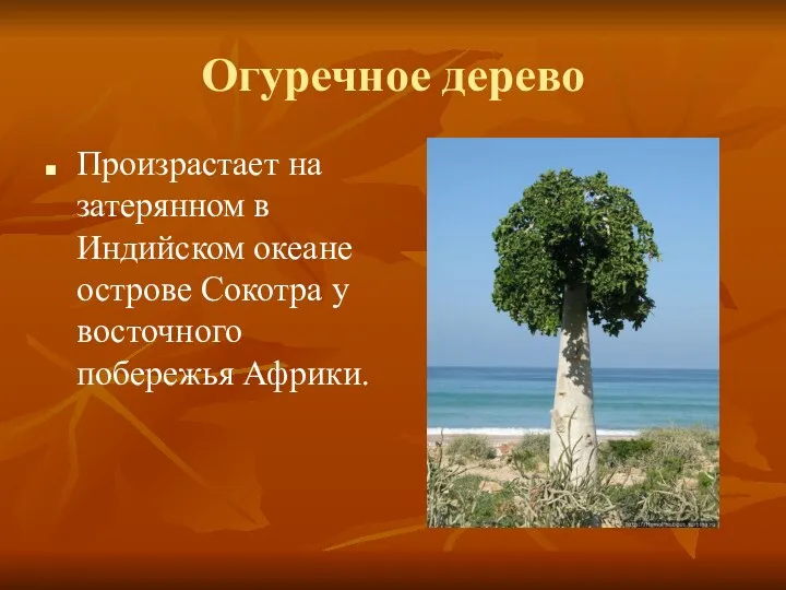Огуречное дерево Произрастает на затерянном в Индийском океане острове Сокотра у восточного побережья Африки.