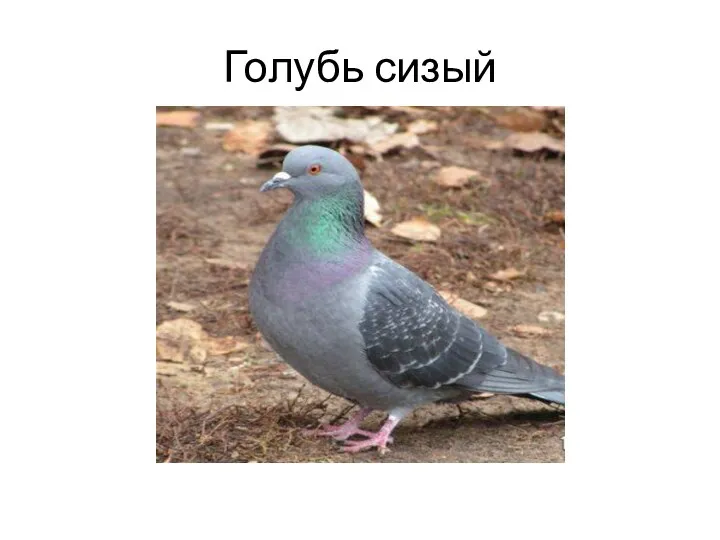 Голубь сизый