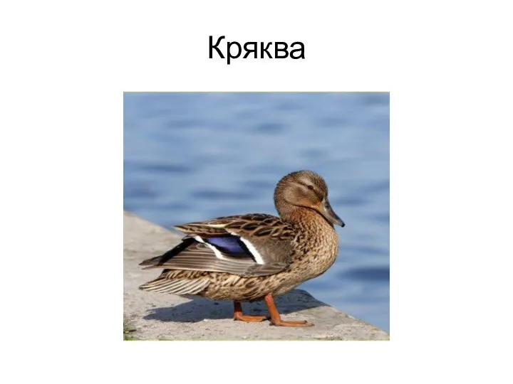 Кряква