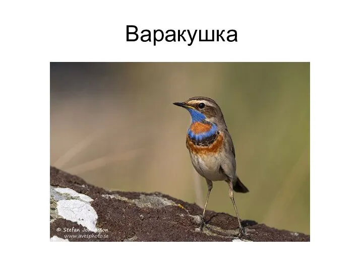 Варакушка