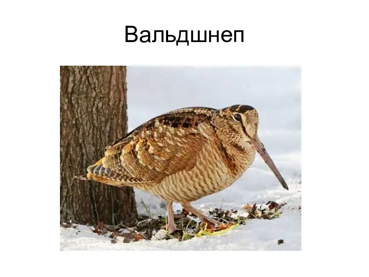 Вальдшнеп