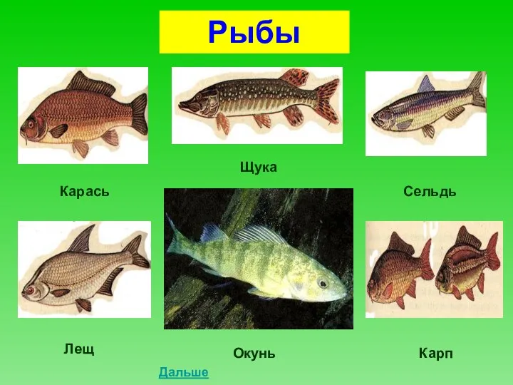 Рыбы Карась Щука Сельдь Лещ Окунь Карп Дальше