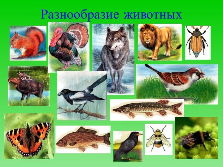 Разнообразие животных