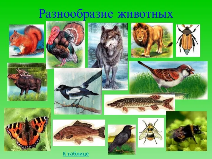 Разнообразие животных К таблице
