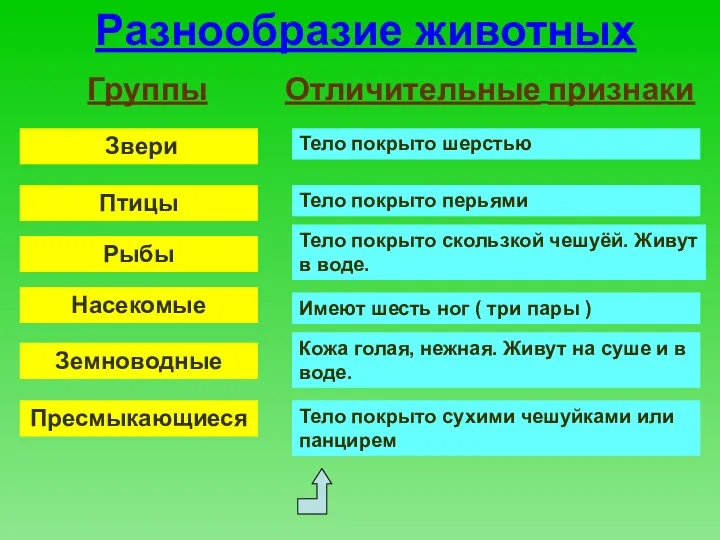 Разнообразие животных Группы Отличительные признаки Звери Птицы Рыбы Насекомые Земноводные Пресмыкающиеся Тело покрыто