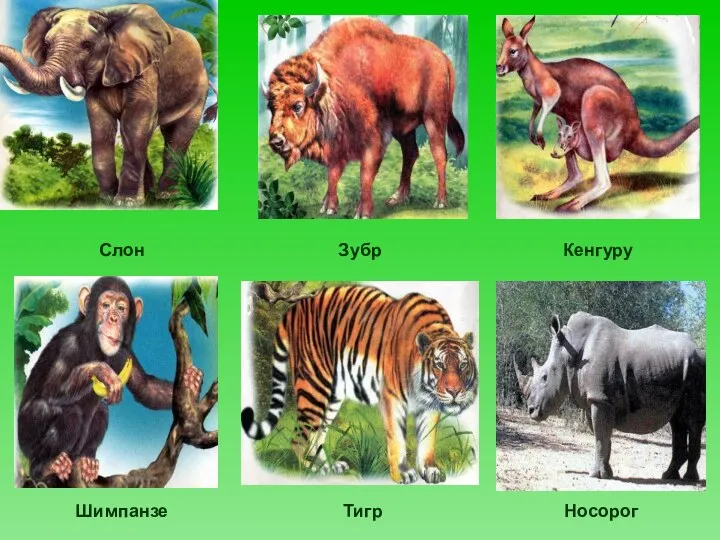 Слон Зубр Кенгуру Шимпанзе Тигр Носорог