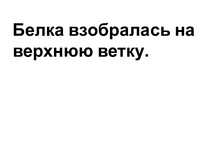 Белка взобралась на верхнюю ветку.