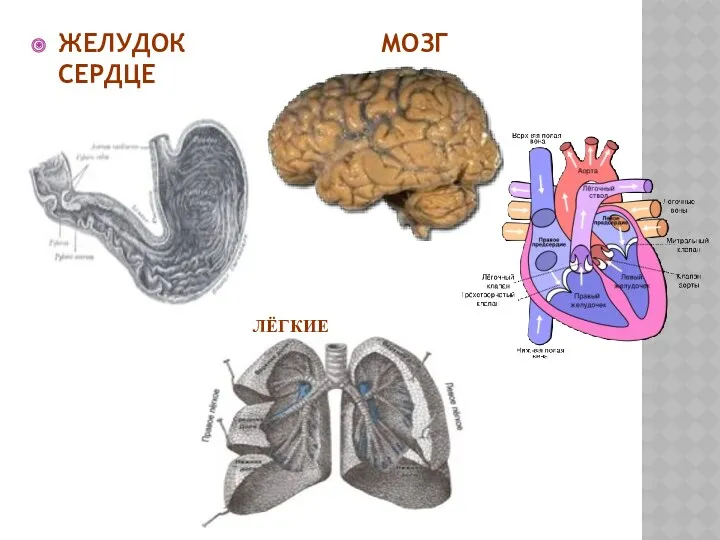 ЖЕЛУДОК МОЗГ СЕРДЦЕ ЛЁГКИЕ