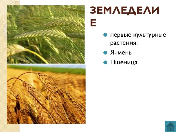 ЗЕМЛЕДЕЛИЕ первые культурные растения: Ячмень Пшеница