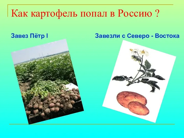 Как картофель попал в Россию ? Завез Пётр I Завезли с Северо - Востока