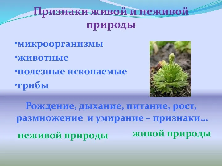 Признаки живой и неживой природы микроорганизмы животные полезные ископаемые Рождение, дыхание, питание, рост,