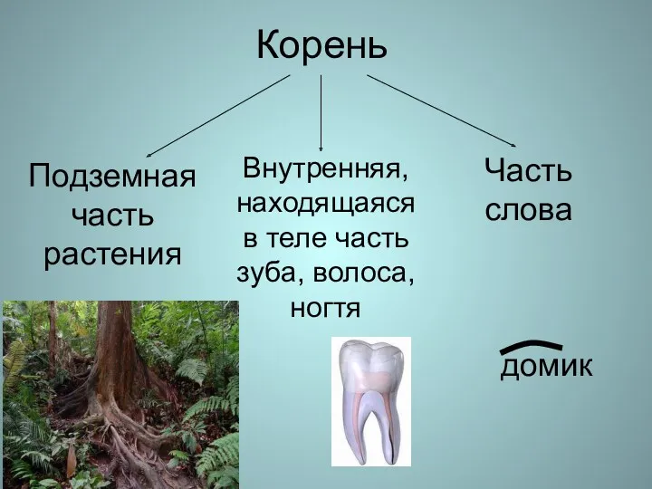 Корень Подземная часть растения Внутренняя, находящаяся в теле часть зуба, волоса, ногтя Часть слова домик