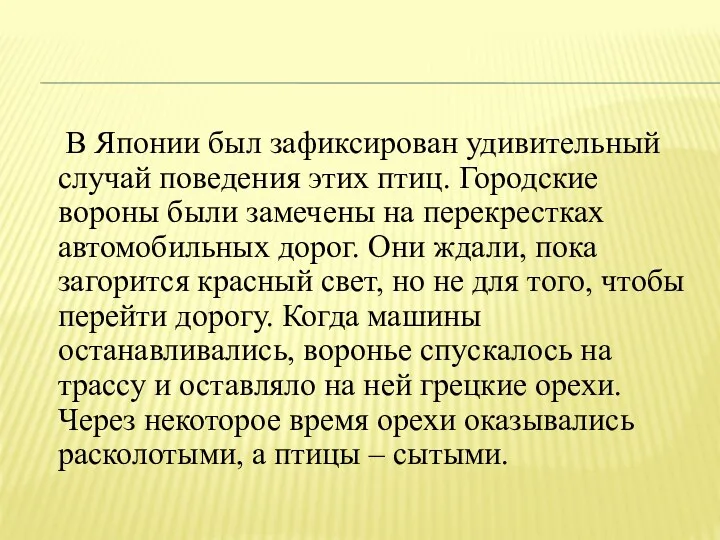 В Японии был зафиксирован удивительный случай поведения этих птиц. Городские