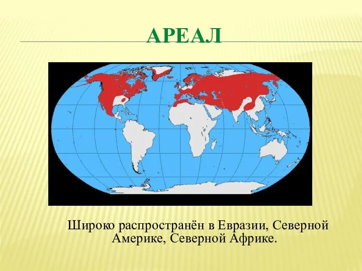 ареал Широко распространён в Евразии, Северной Америке, Северной Африке.