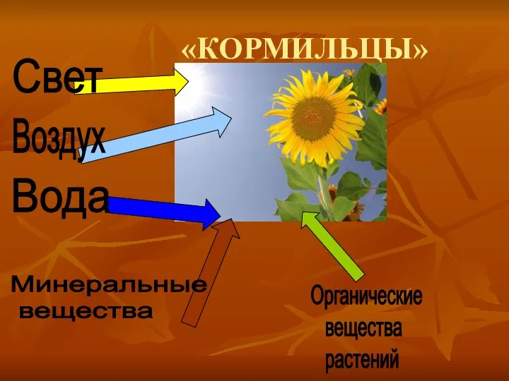 «КОРМИЛЬЦЫ» Органические вещества растений Свет Воздух Вода Минеральные вещества