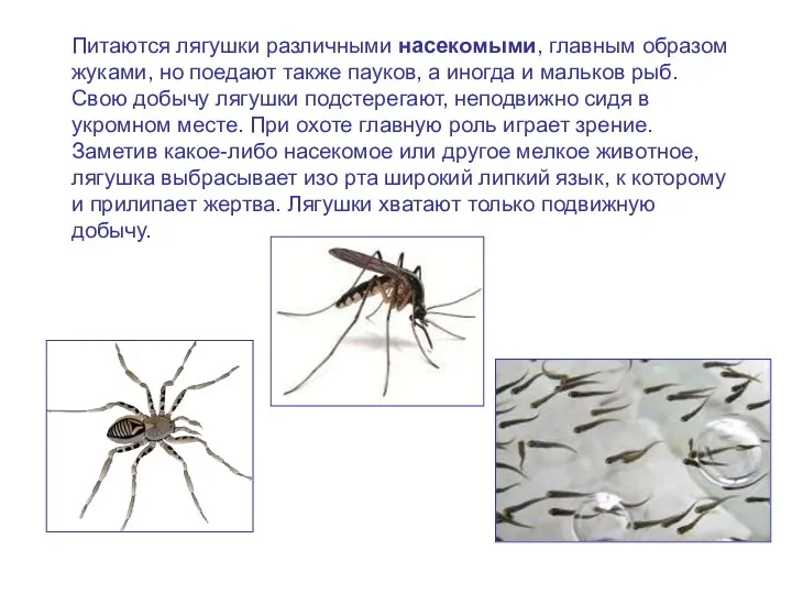 Питаются лягушки различными насекомыми, главным образом жуками, но поедают также